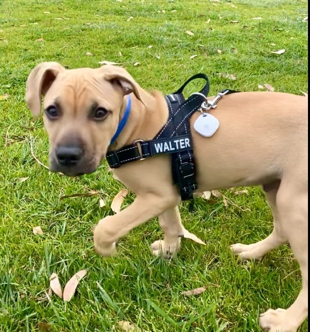 Dog Walking Etiquette